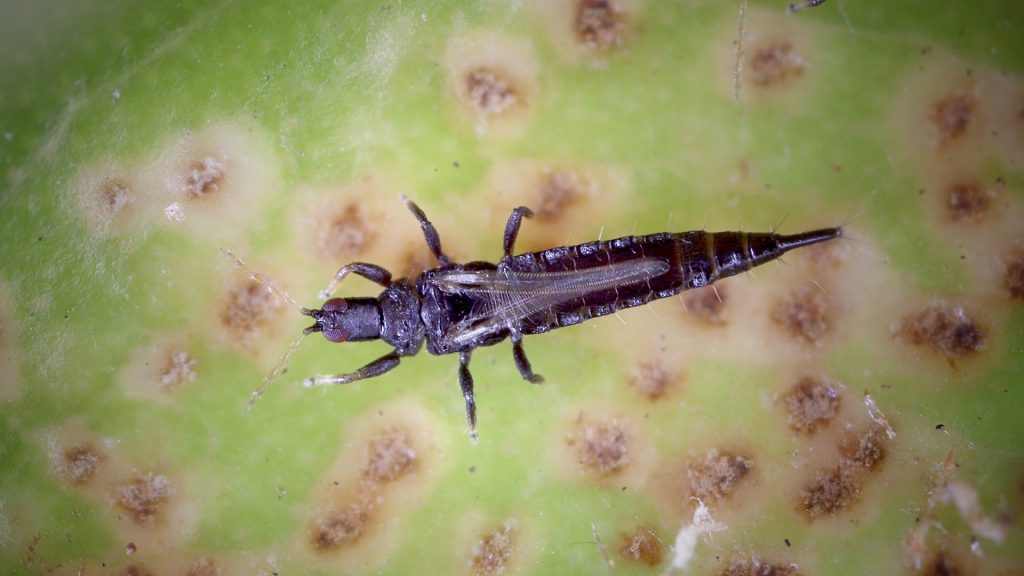 What Do Thrips Look Like