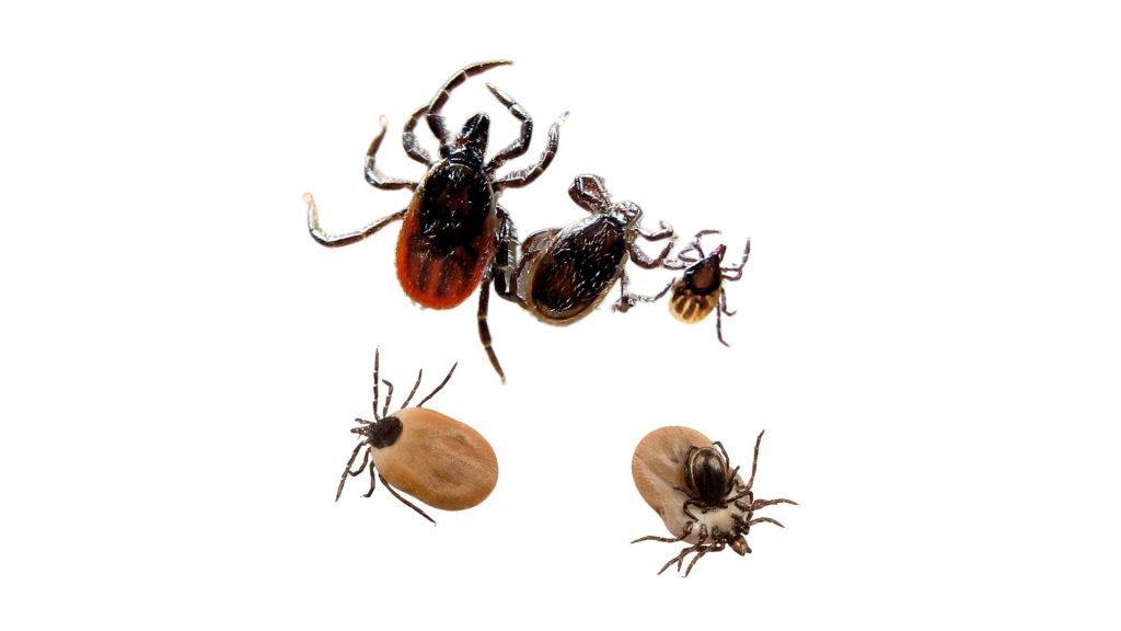 Ticks With Brown Shell