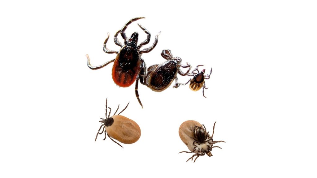 ticks with brown shell