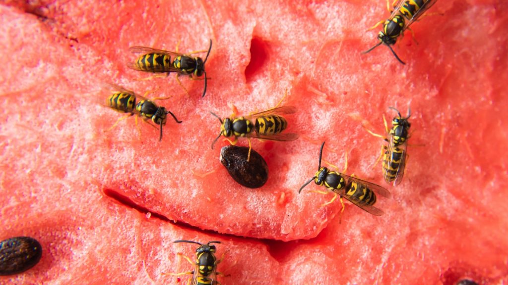 What Do Wasps Eat and Drink