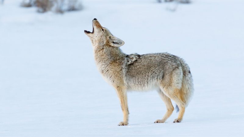 What Does a Coyote Sound Like