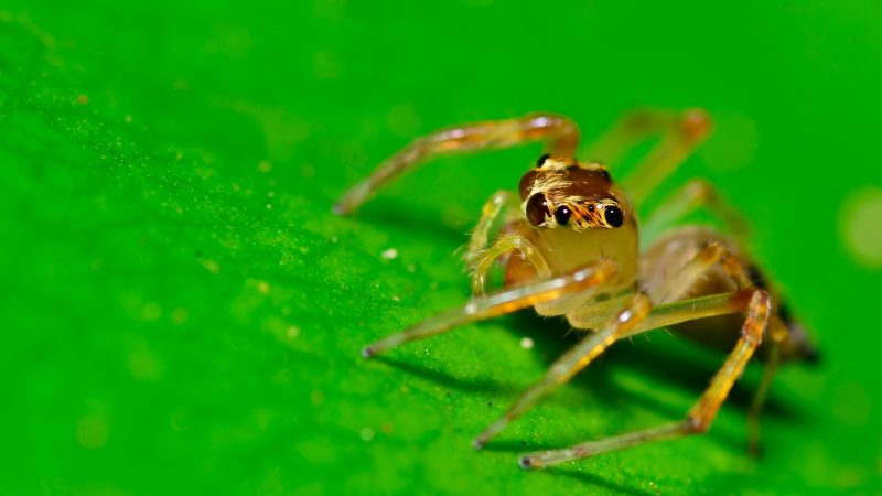 What Does a Jumping Spider Bite Look Like