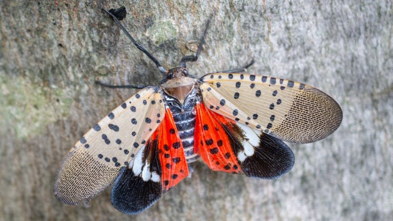 What Does a Lanternfly Look Like