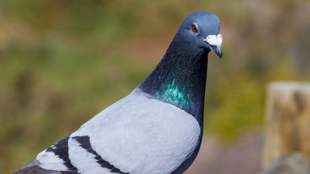 What Does a Pigeon Look Like
