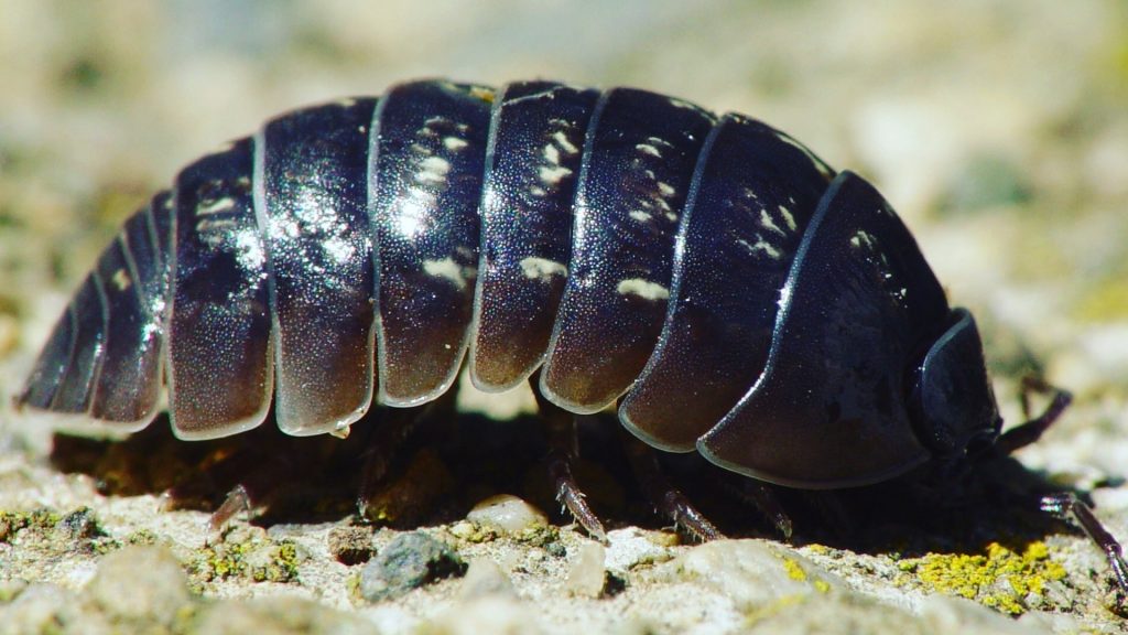 What Does a Pill Bug Look Like