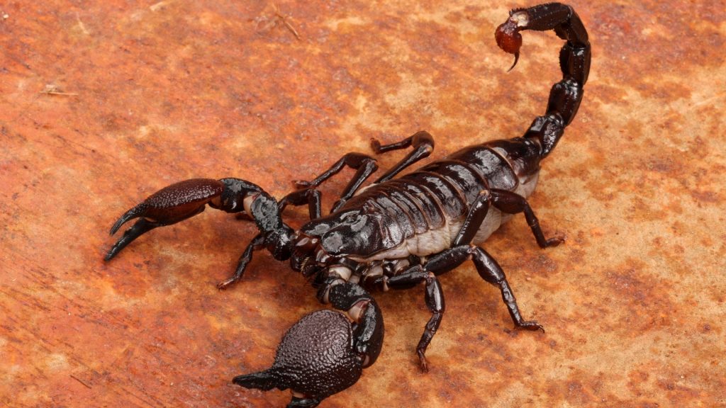 What Does a Scorpion Look Like