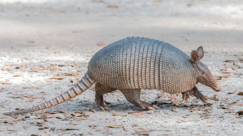 What Does an Armadillo Look Like