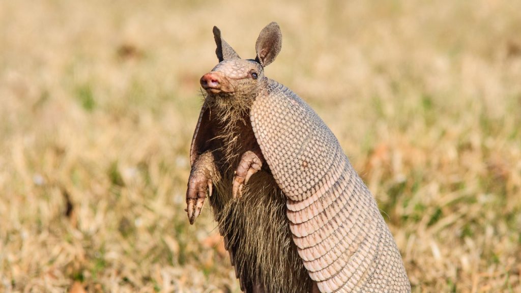 What Is An Armadillo