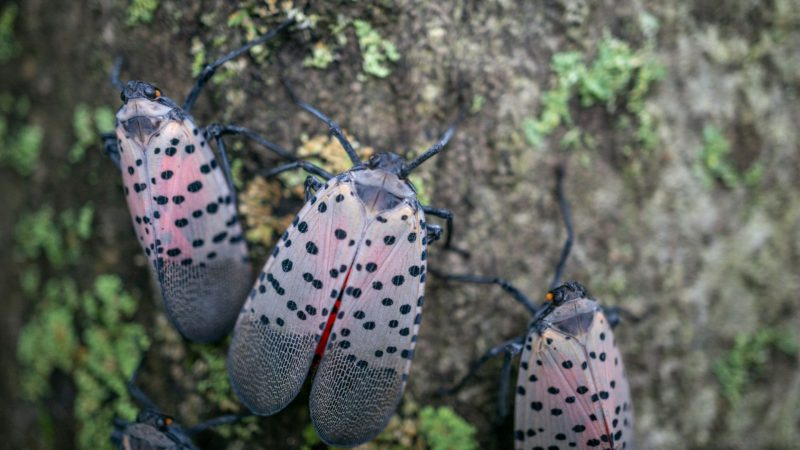 What Is a Lanternfly