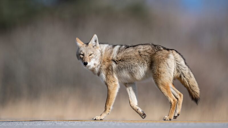 What Keeps Coyotes Away?