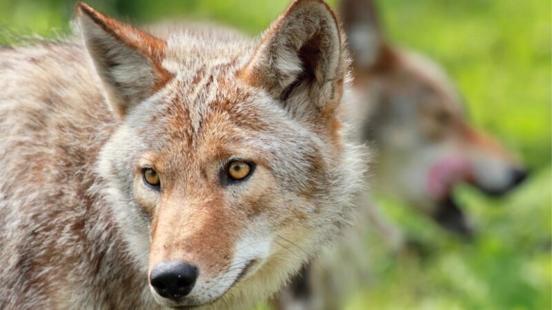 What Should I Do If I See a Coyote Near My House