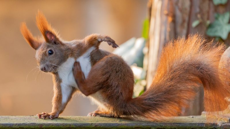 What To Do if You Get Scratched by a Squirrel