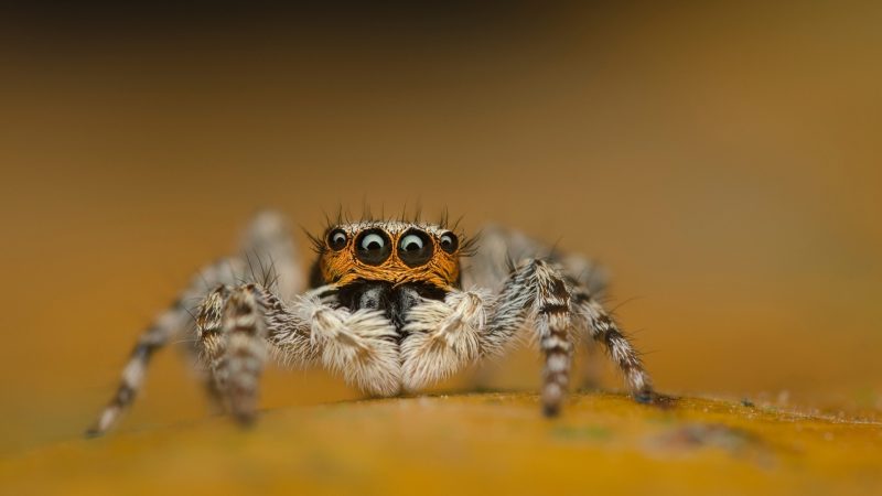 What To Use To Treat Jumping Spider Bites