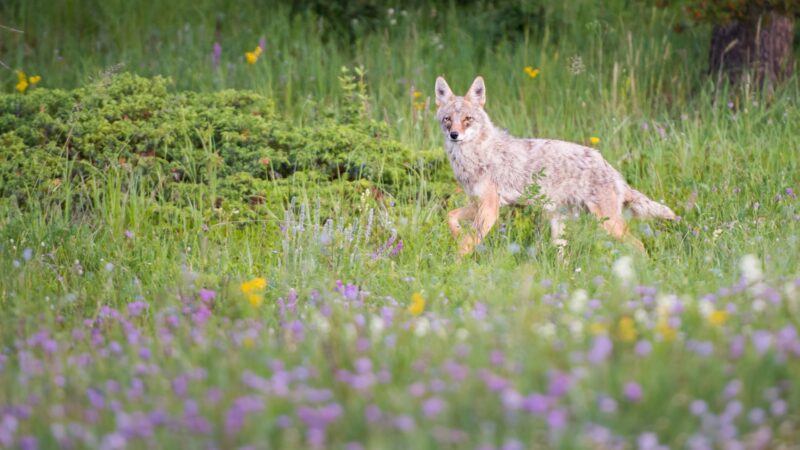 Where Do Coyotes Live?