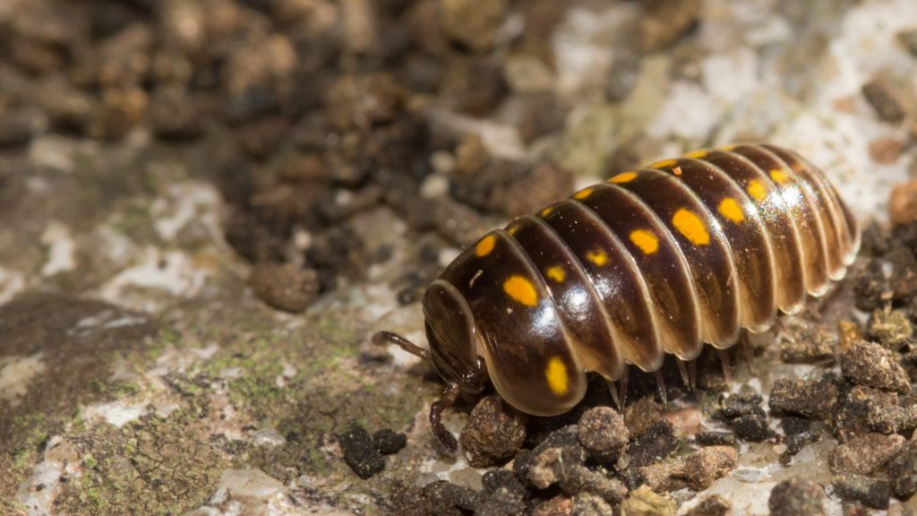 Where Do Pill Bugs Live