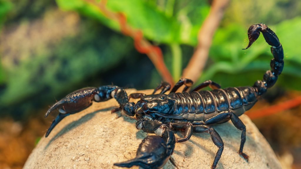 Where Do Scorpions Live