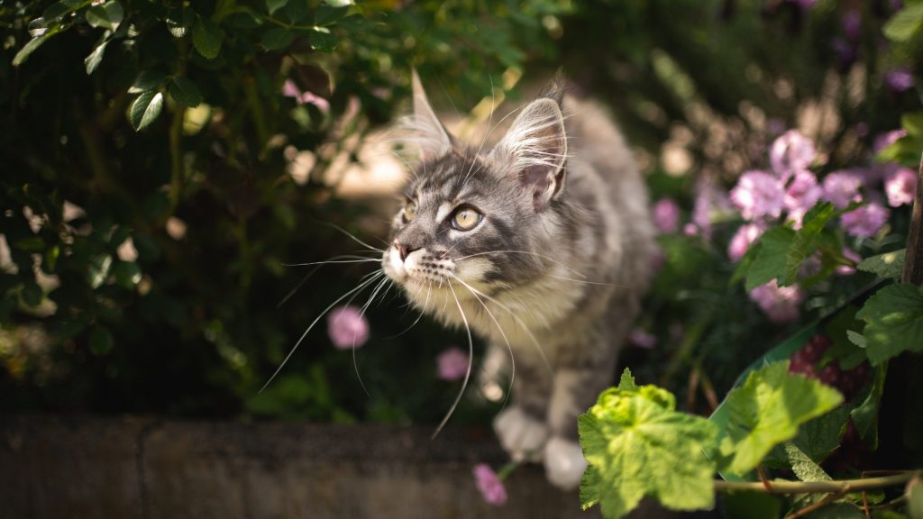 Why Are Cats Attracted to Your Yard, Garden, and Flowerbeds.