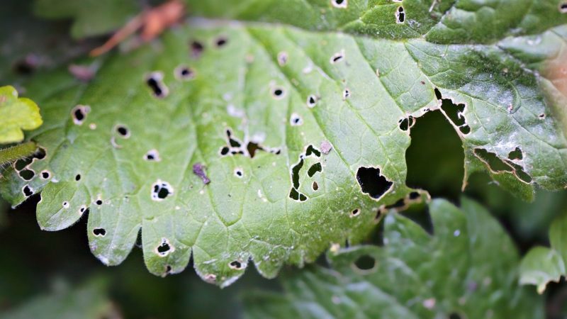 Why Are Spotted Lanternflies Bad