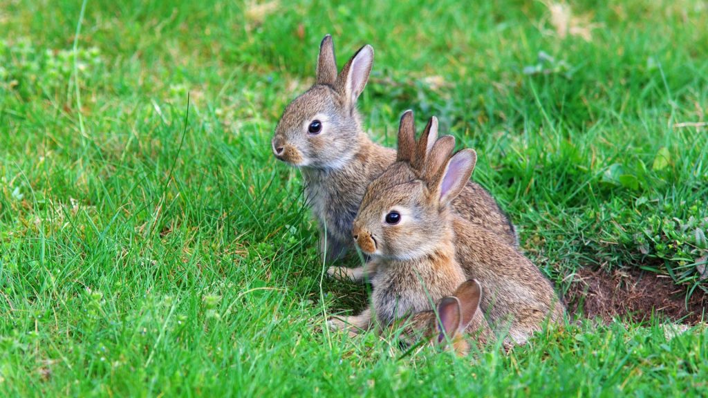 Warum graben Kaninchen Löcher