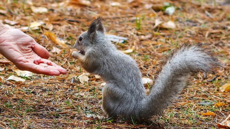 Why Do Squirrels Bite