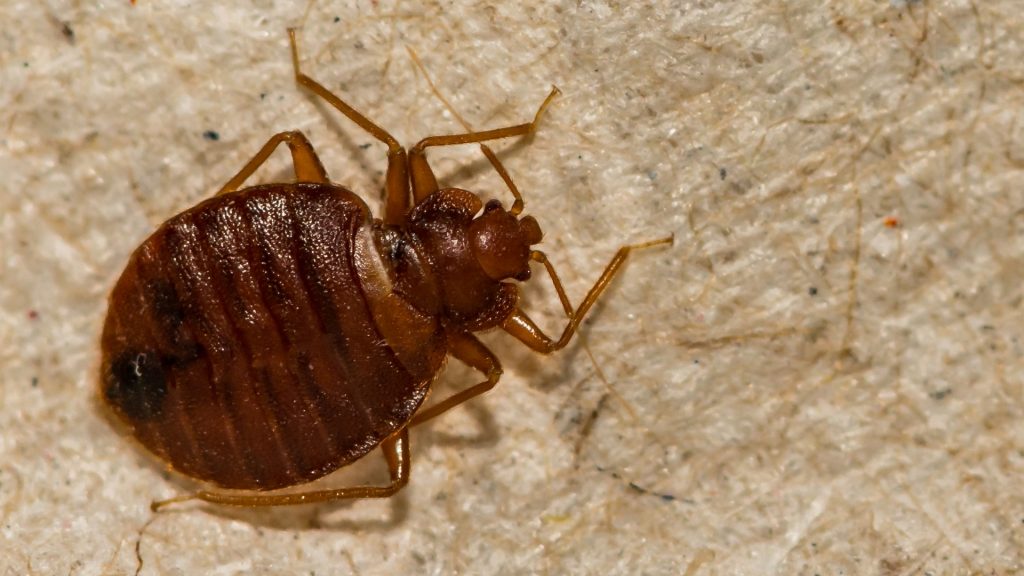 Will Sevin Dust Kill Bed Bugs