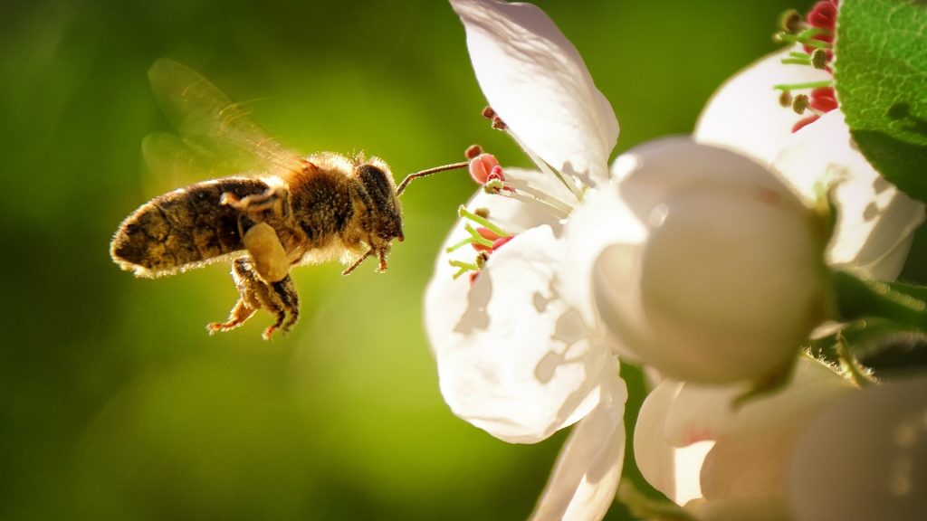 Will Sevin Dust Kill Bees