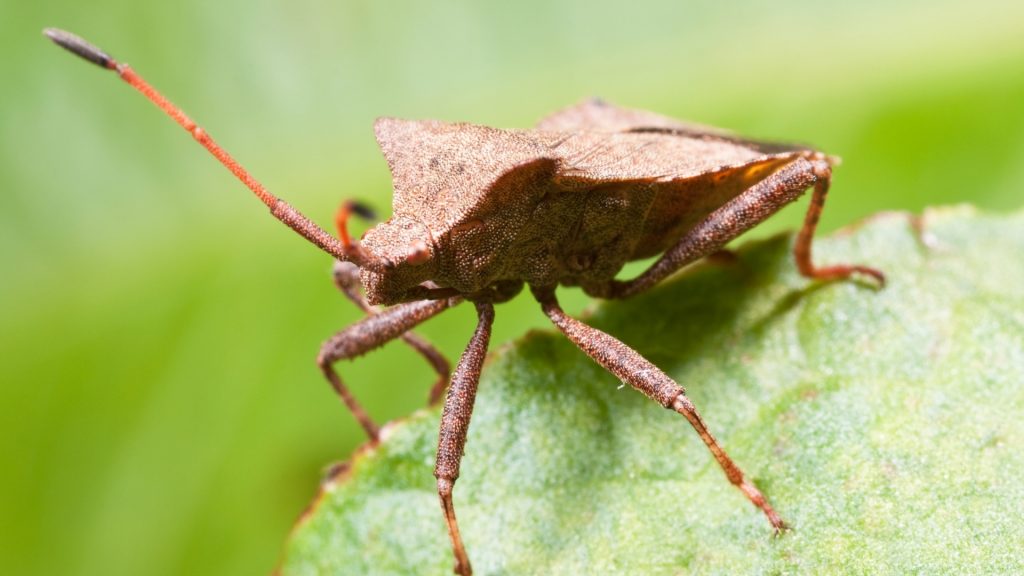 Will Sevin Dust Kill Squash Bugs