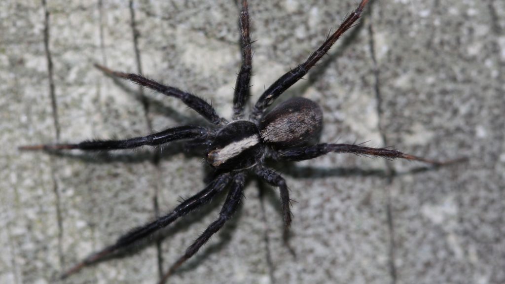 Wolf spider