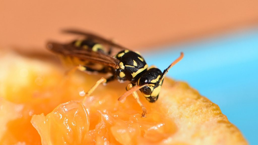 how do wasps eat