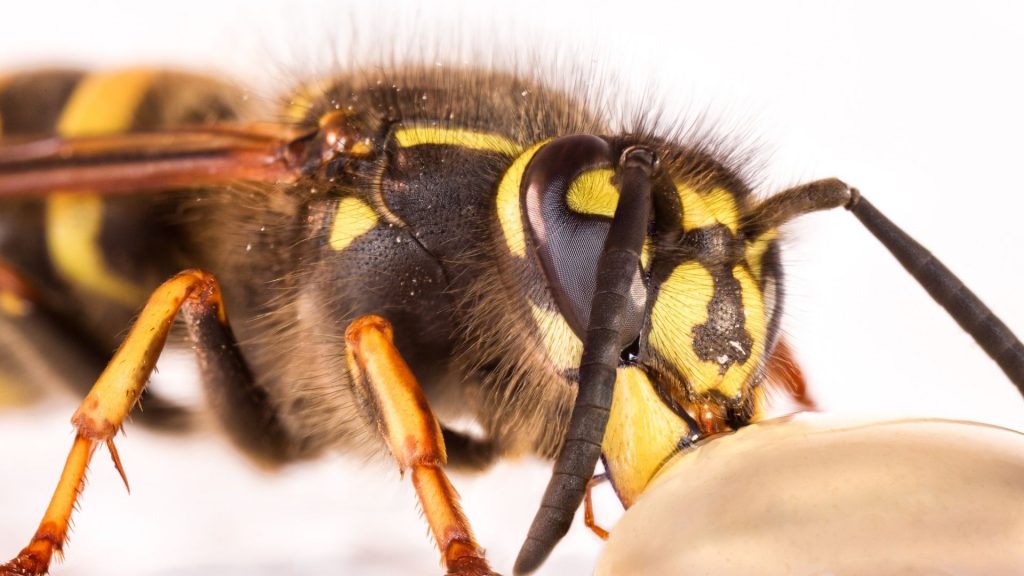 mexican honey wasp