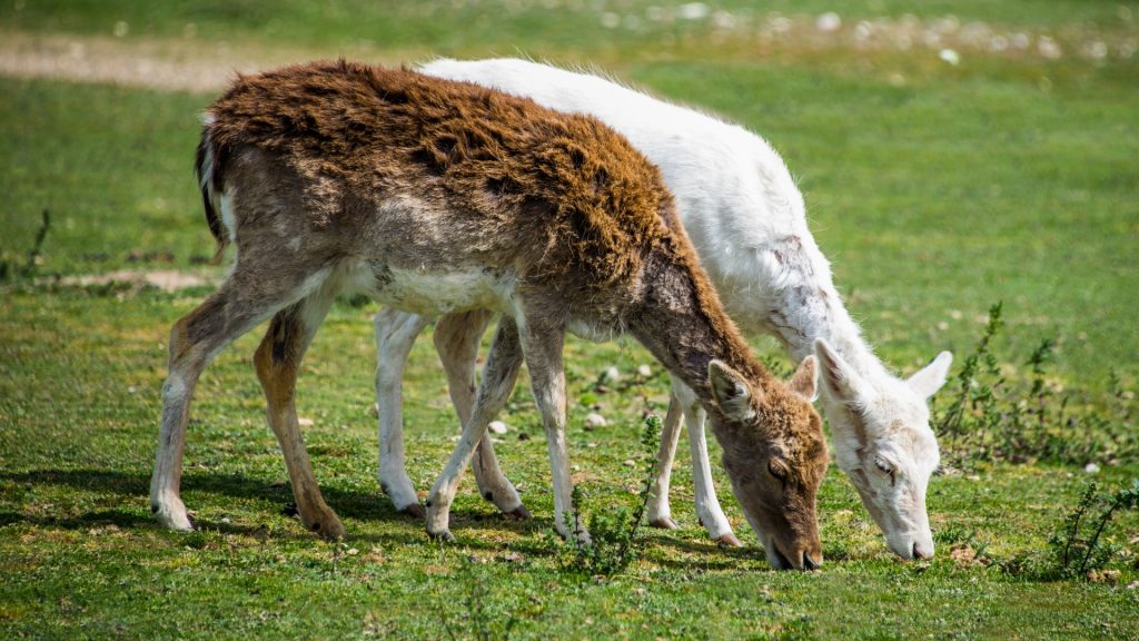 Albino Deer