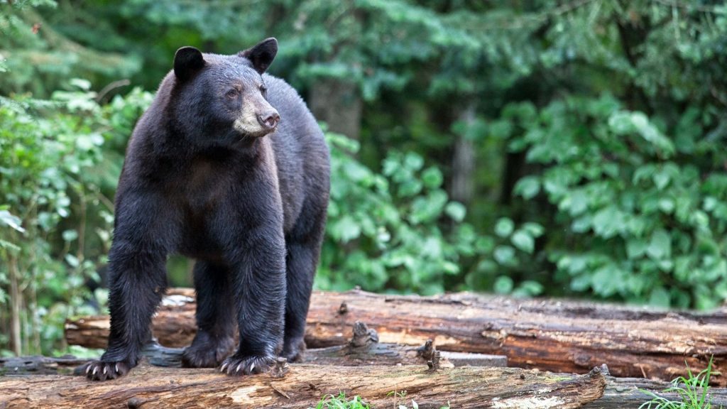 American Black Bear