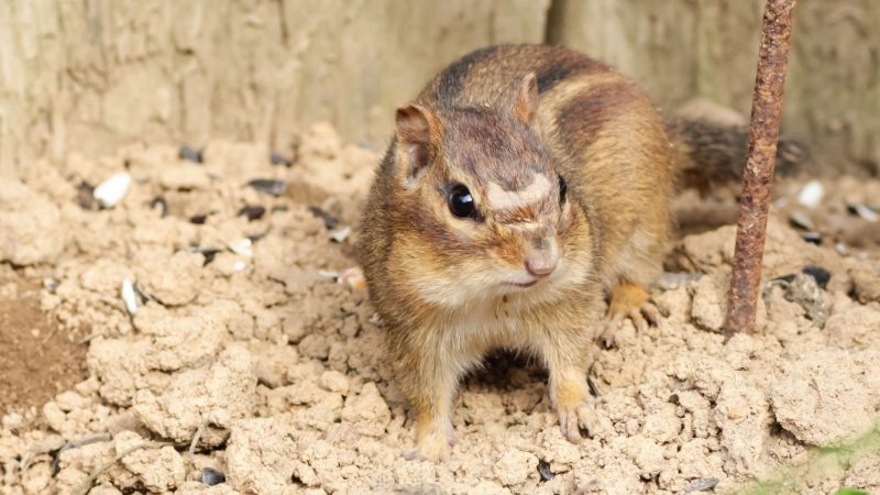 Are Chipmunks Destructive