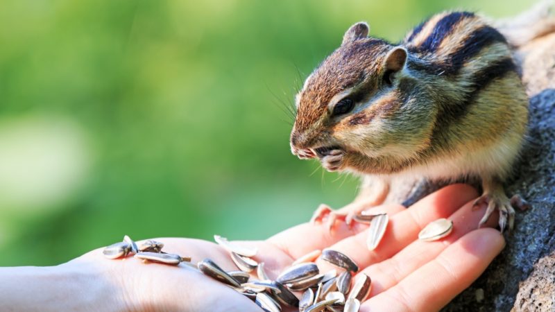 Are Chipmunks Friendly to Humans
