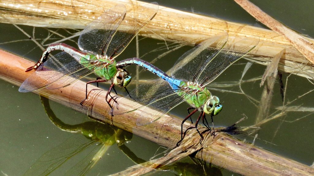 Are Dragonflies Good for a Pond