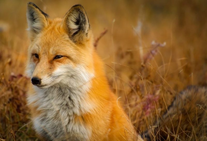 Are Foxes Dangerous to Humans and Pets (Cats, Dogs, and Other)