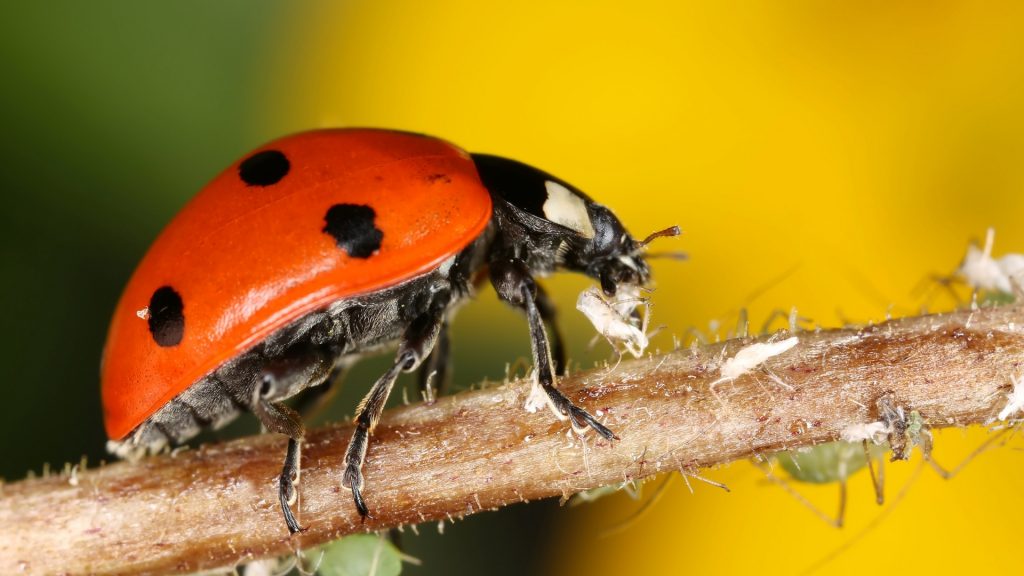 Are Ladybugs Effective Against Aphids