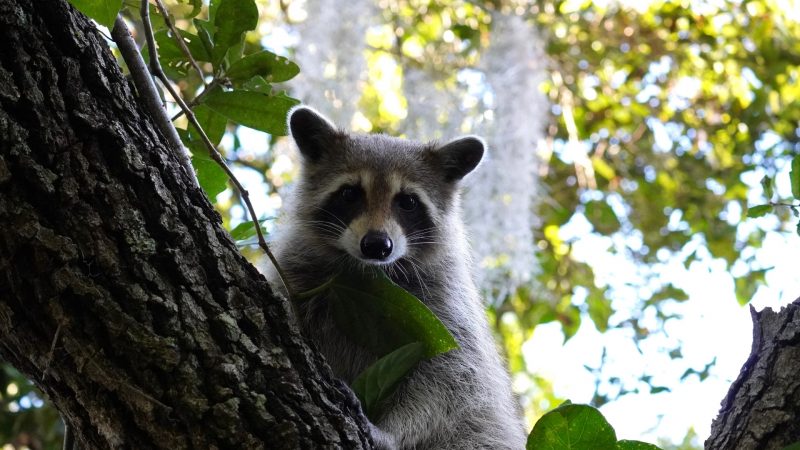 Do Raccoons Attack Humans and Our Pets (Cats, Dogs, and Other ...