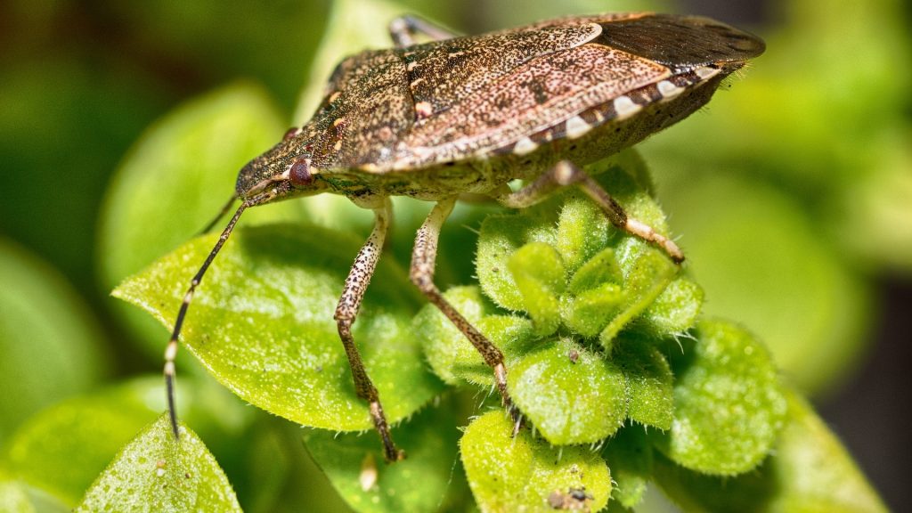 Are Stink Bugs Harmful to Plants