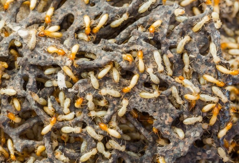 Are White Ants and Termites the Same