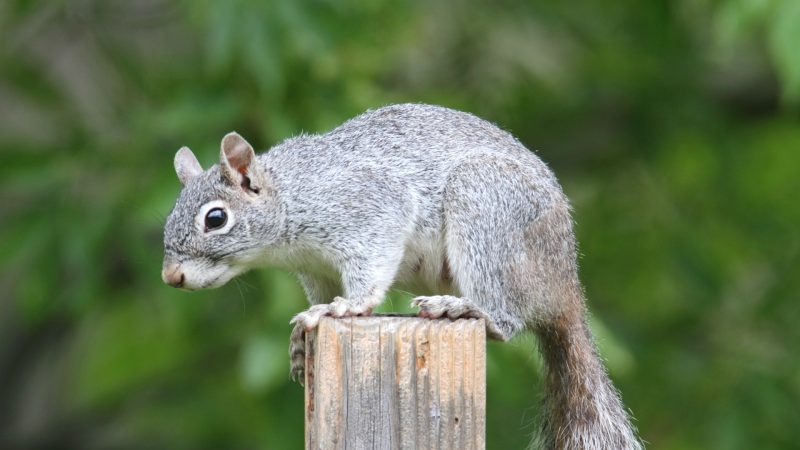Arizona Gray Squirrels