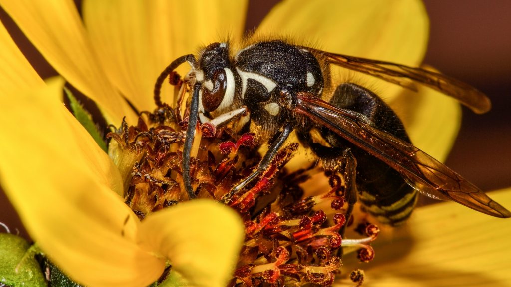 Bald-faced Hornets in a Nutshell