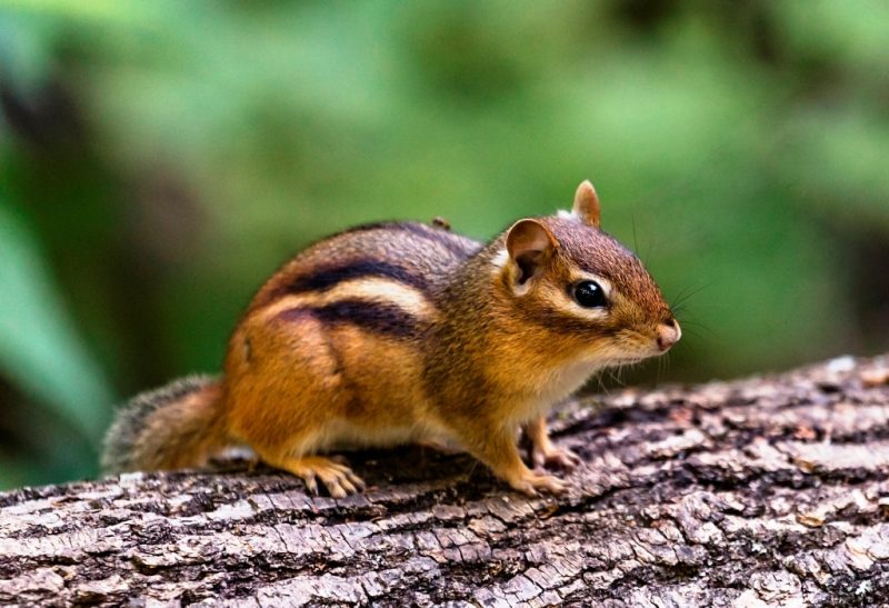 best chipmunk traps