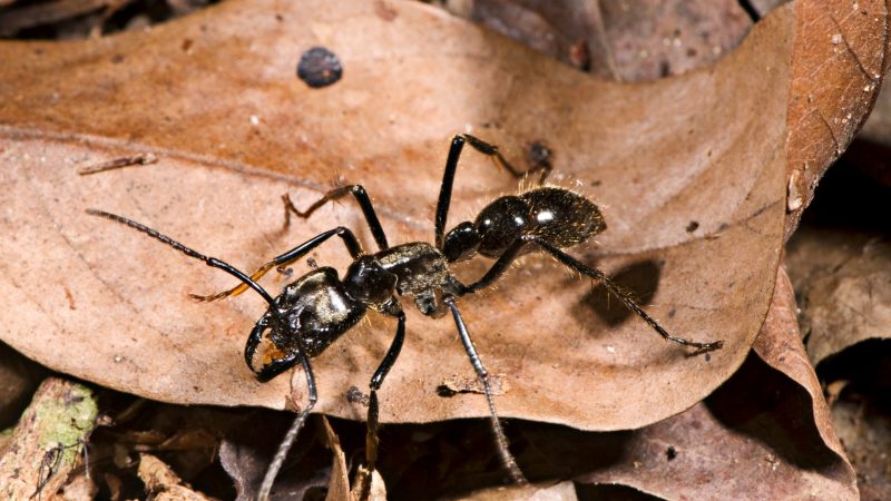 Biggest Ants On Earth