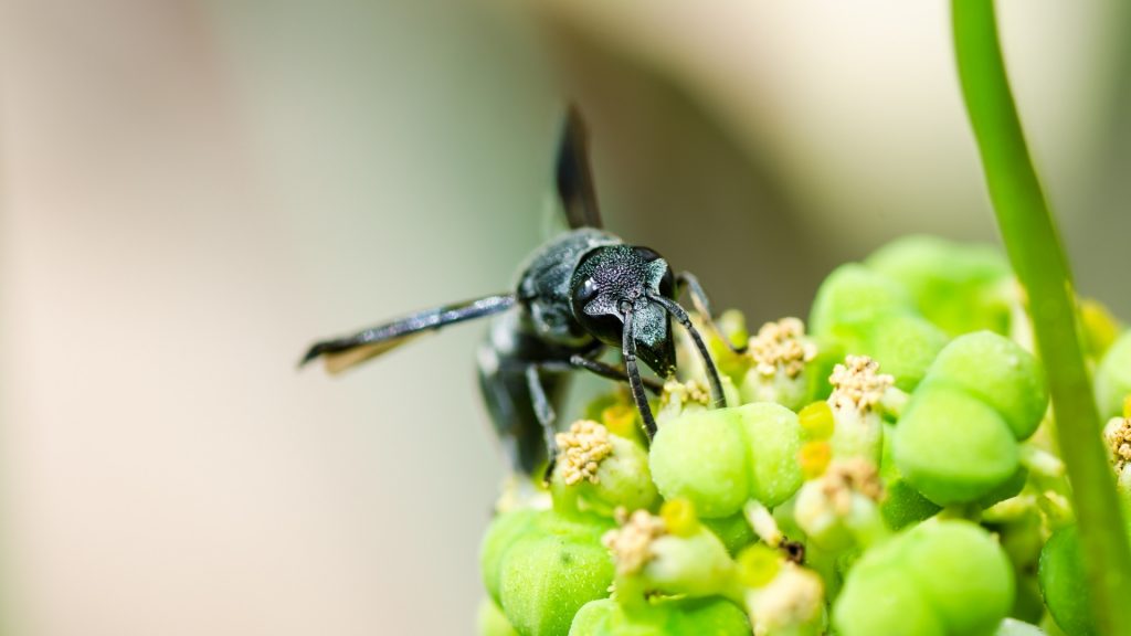 Black Wasp Benefits to the Environment