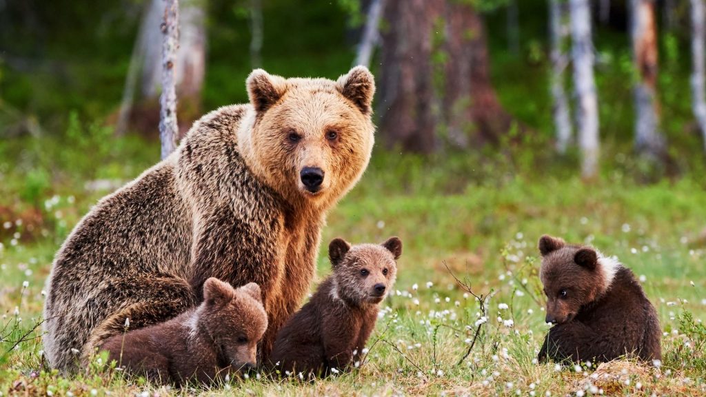 Brown Bear