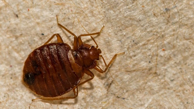 Can Bed Bugs Be White