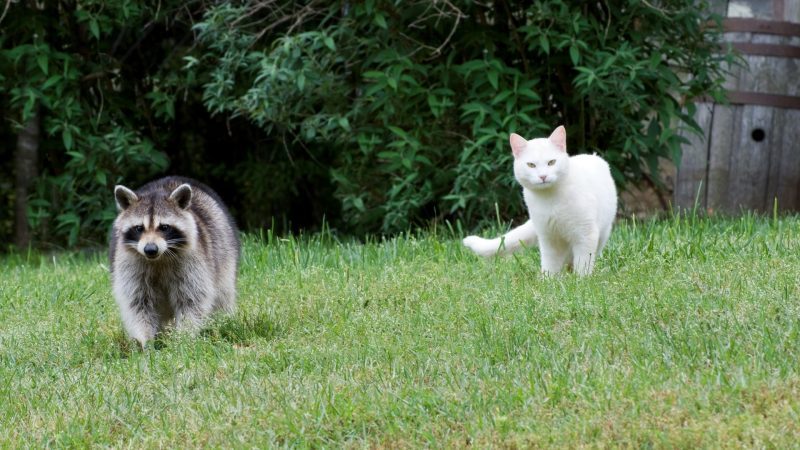 Can Cats Attack Raccoons