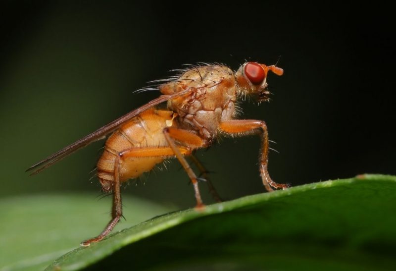 Can Fruit Flies Make You Sick Essential Facts Pest Samurai