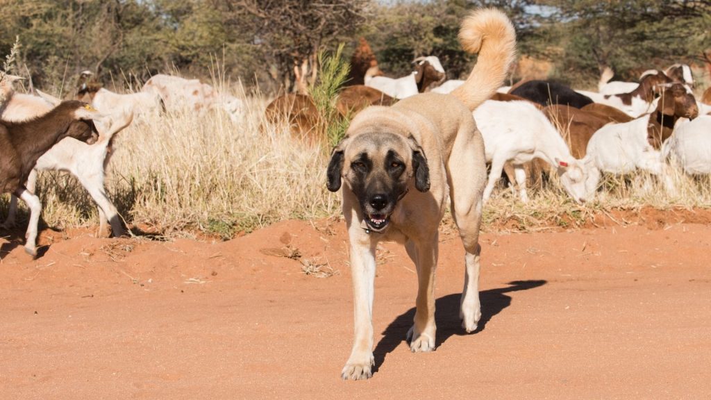 can you shoot a dog attacking livestock